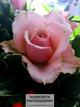 Cottage Garden 117