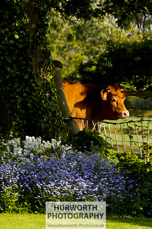 Cottage Garden 123