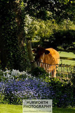 Cottage Garden 125