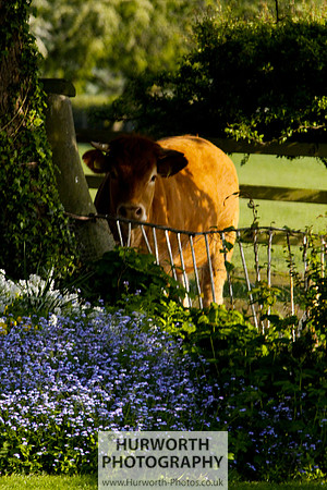 Cottage Garden 126