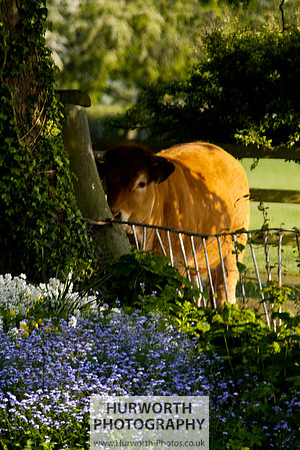 Cottage Garden 127