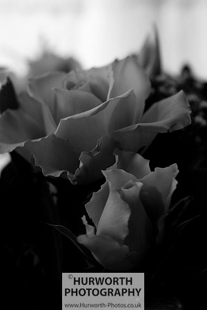 Cottage Garden 128