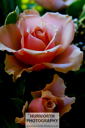 Cottage Garden 131