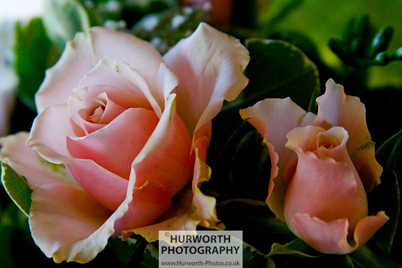 Cottage Garden 133