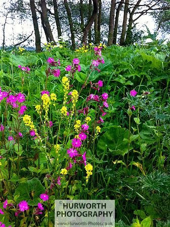 Cottage Garden 138