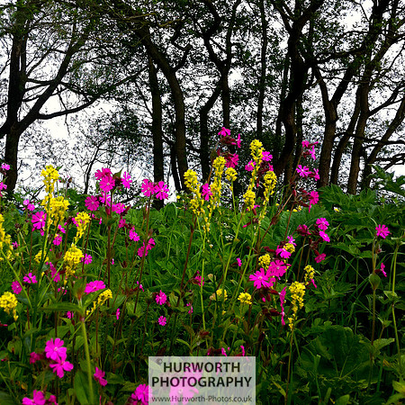 Cottage Garden 139