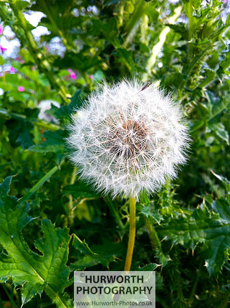 Cottage Garden 140