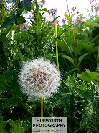 Cottage Garden 141