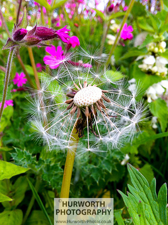 Cottage Garden 143