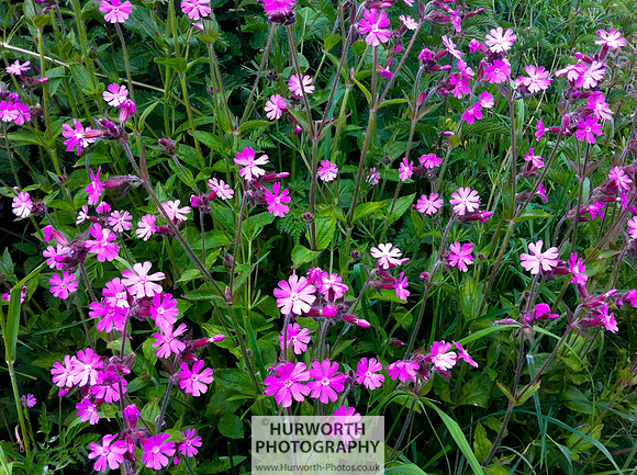 Cottage Garden 144
