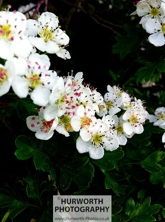 Cottage Garden 147