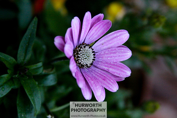Cottage Garden 072