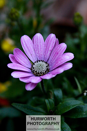 Cottage Garden 073