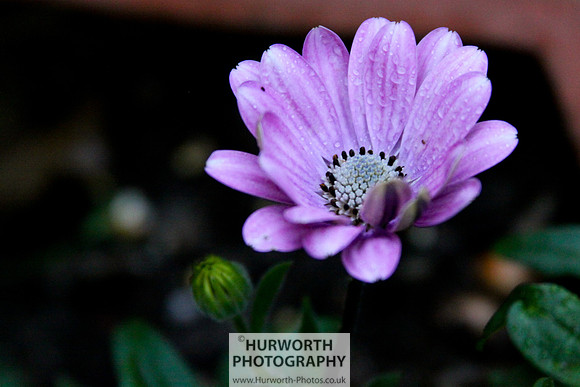 Cottage Garden 074