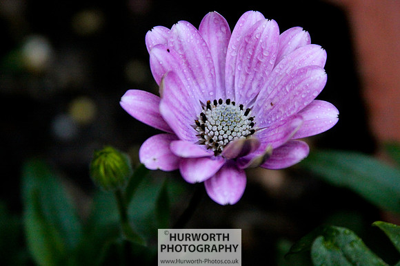 Cottage Garden 075