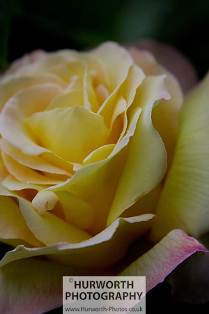 Cottage Garden 019