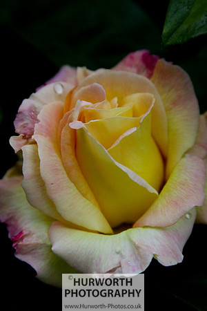 Cottage Garden 020