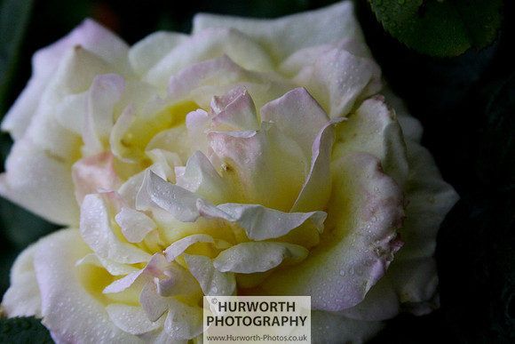Cottage Garden 021