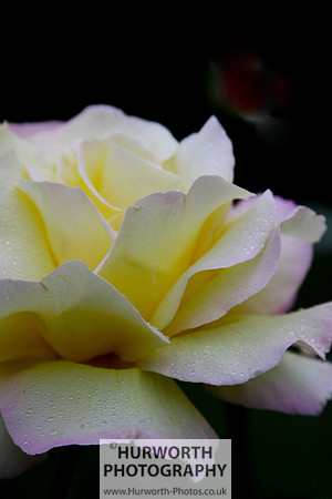 Cottage Garden 022