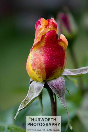 Cottage Garden 023