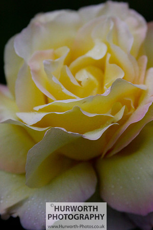 Cottage Garden 024