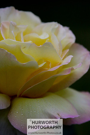 Cottage Garden 025