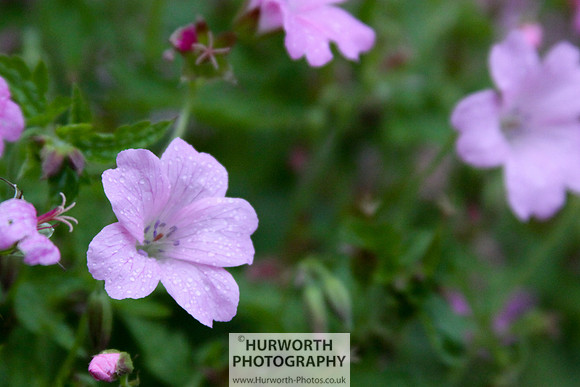 Cottage Garden 026