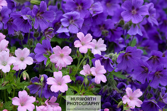 Cottage Garden 027