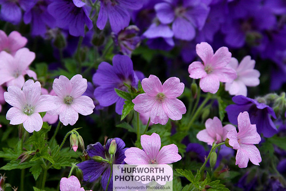 Cottage Garden 028