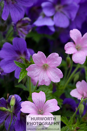 Cottage Garden 029