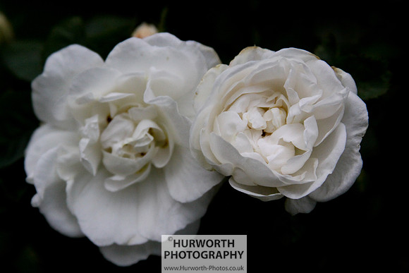 Cottage Garden 030