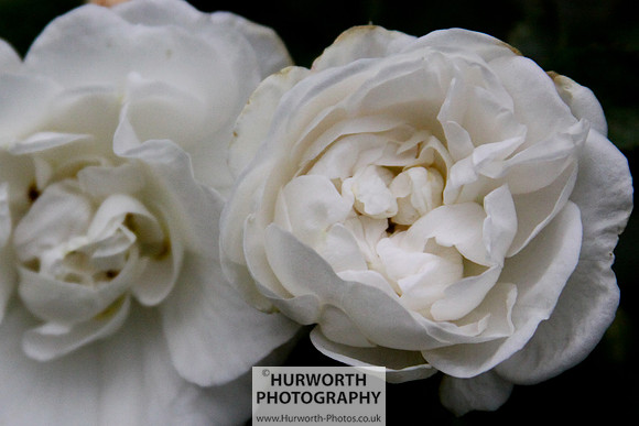 Cottage Garden 031