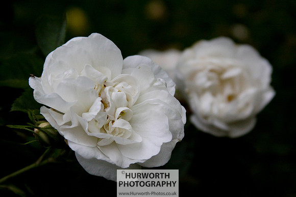 Cottage Garden 032