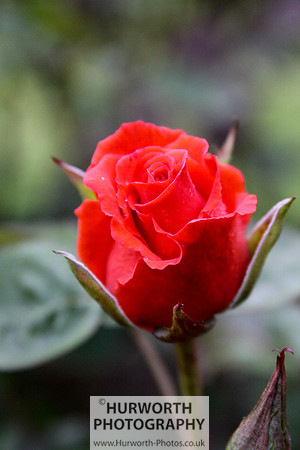 Cottage Garden 033