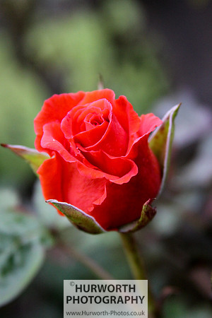 Cottage Garden 034