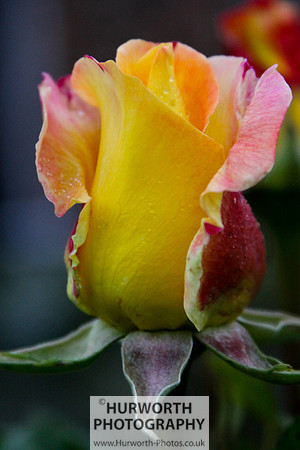 Cottage Garden 035