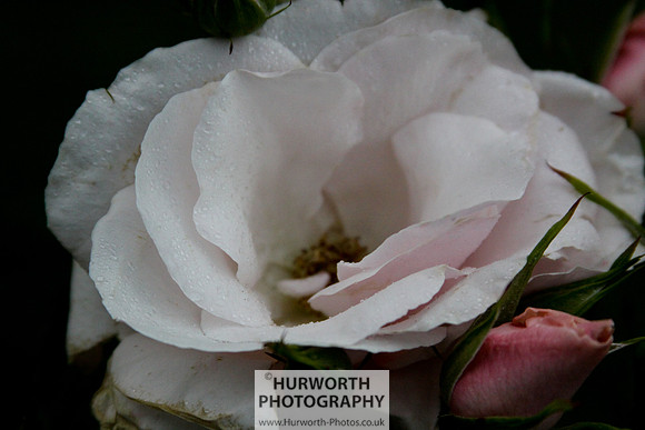 Cottage Garden 036