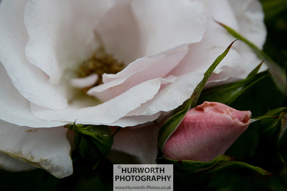 Cottage Garden 037