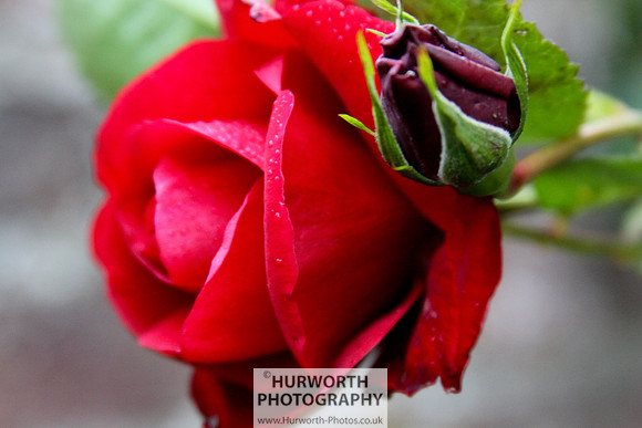 Cottage Garden 038