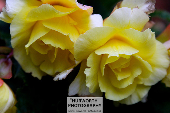 Cottage Garden 039
