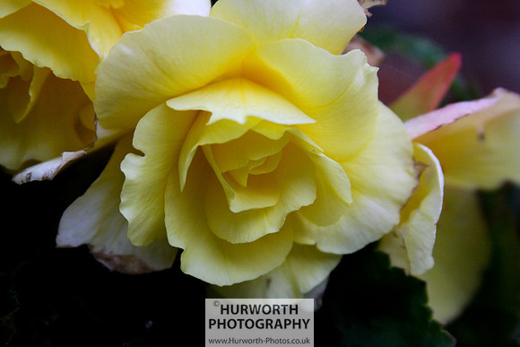 Cottage Garden 040