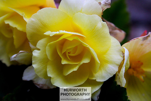 Cottage Garden 041