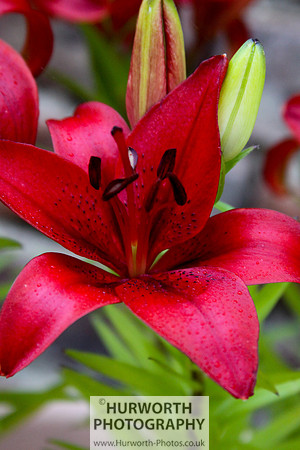 Cottage Garden 042