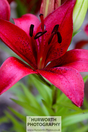 Cottage Garden 044