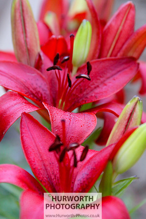 Cottage Garden 045