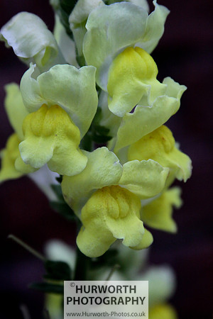 Cottage Garden 046