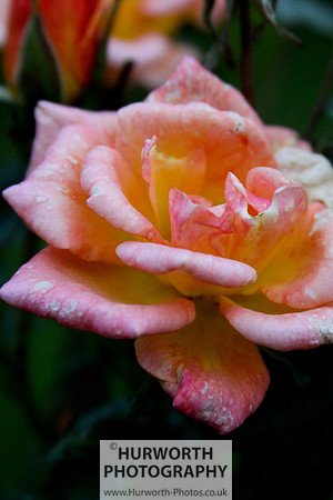 Cottage Garden 047