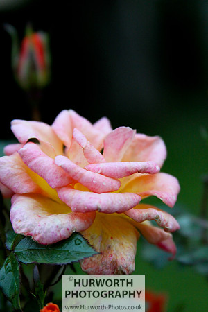 Cottage Garden 048
