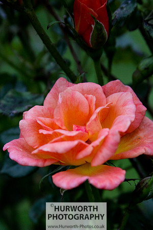 Cottage Garden 049