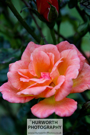Cottage Garden 050